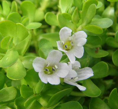 Bacopa Monnieri
