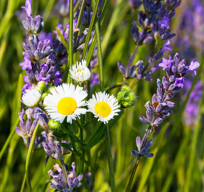 GABA (Gamma-Aminobutyric Acid)